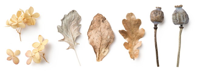 bright natural autumn / fall design elements in neutral colors / hues isolated over a transparent background, feminine seasonal forest or garden elements, dry leaves, hydrangea flowers, poppy pods