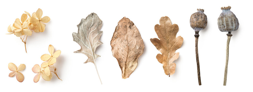 Dried Hydrangea Flowers Isolated Elements on White Background with