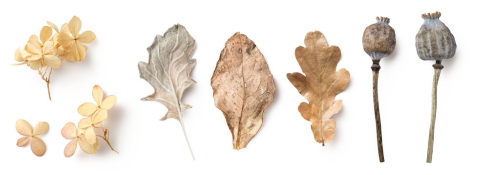 bright natural autumn / fall design elements in neutral colors / hues isolated over a transparent background, feminine seasonal forest or garden elements, dry leaves, hydrangea flowers, poppy pods