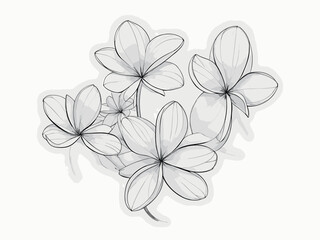 Plumeria flowers bunch in continuous line art drawing style. Minimalist black line sketch on white background. Vector illustration