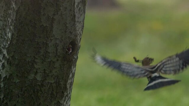 Slow motion of Hoopoe bird flying to hole cavity nest and feeding babies