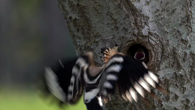 Hoopoe bird feeding babies in tree hole nest