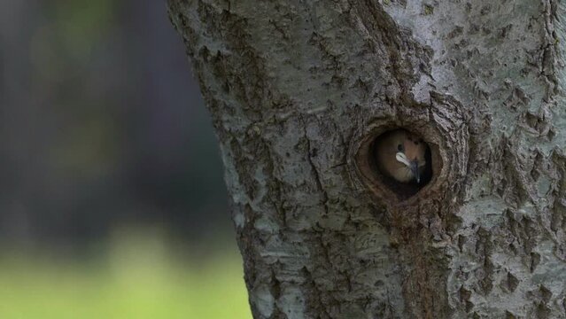 Young Hoopoe baby bird in tree hole nest waiting for food