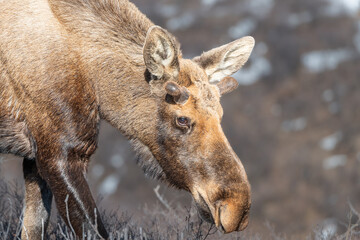 Fototapeta premium Alaska moose on the Savage River Trail in Denali National Park, Alaska, USA