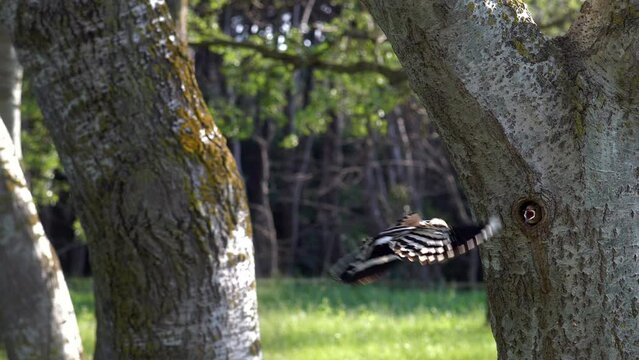 Hoopoe bird flying and feeding babies in tree hole nest
