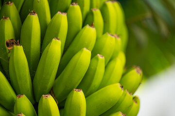 green bananas close-up © ksena32