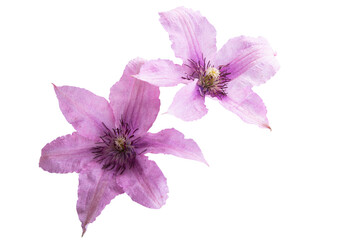 clematis flowers isolated