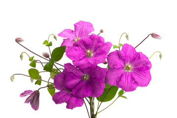 clematis flowers isolated
