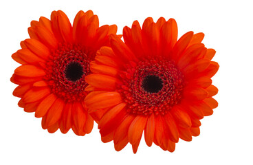 gerbera flower isolated
