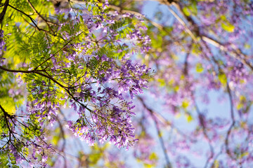 violet jacaranda flowers on tree