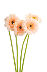 gerbera flower isolated