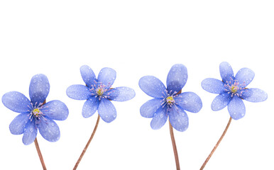 spring blue flower isolated