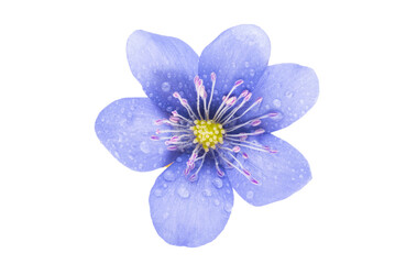spring blue flower isolated