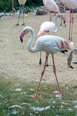 Lonely pink flamingo quickly runs away from flamingo flock