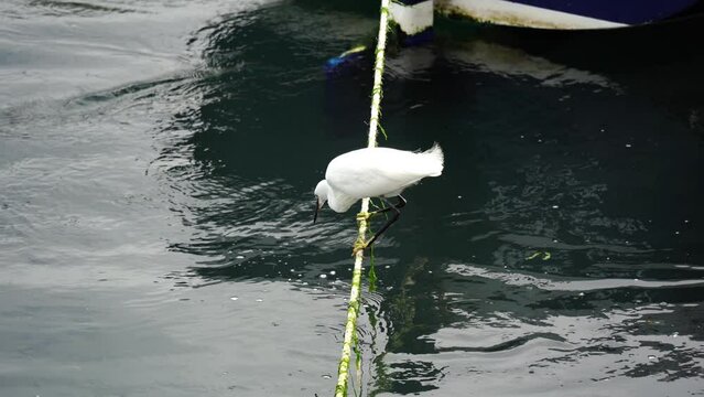 Little Egret (Egretta garzetta) feeding and fishing at Looe harbour in Cornwall, UK