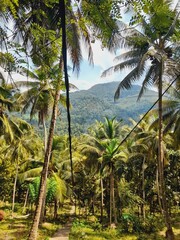 palm trees on the beach
