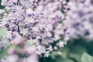 Fototapeta premium The branches of the double lilac blossomed in full bloom of the petals of purple spring flowers in a flower garden in nature. High quality photo