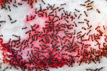 Ants in close-up eating on watermelon rind