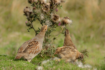 Grey partridge and chicks, Scientific name, Perdix Perdix.  Adult grey partridge and well grown chicks pecking at thistle seed heads in Summer on managed moorland in the Yorkshire Dales.  Horizontal