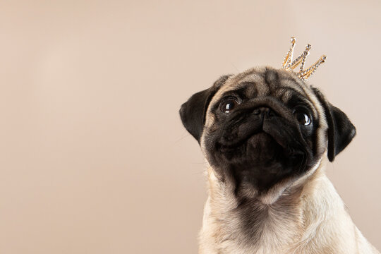 A cheerful pug puppy. A pug puppy with a crown on his head. Funny face. Funny dog. Animals are like people. The dog smiles. Close-up. Copy space.