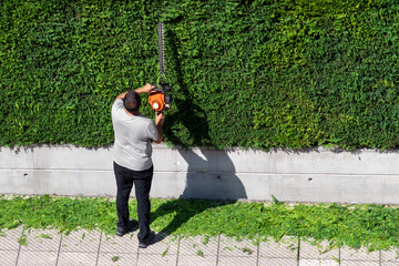 Professional garden worker in working uniform trimming hedge with trimmer