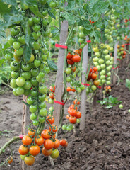 Cherry tomatoes grow in open ground