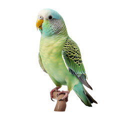 parakeet