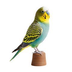 parakeet
