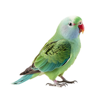 parakeet