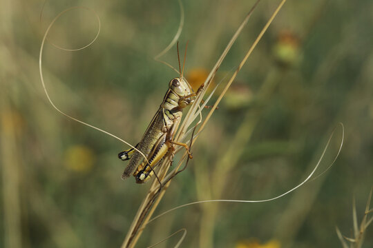 Two-striped Grasshopper, Melanoplus bivittatu, clinging to a brown grass stem in a prairie in Colorado. 
