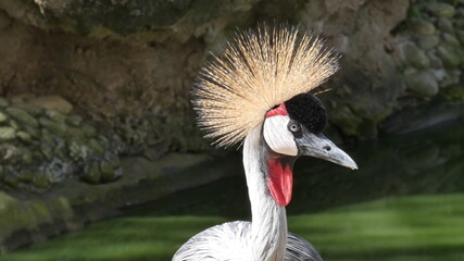 pájaro llamativo