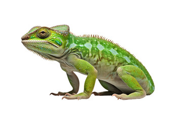 Naklejka premium Abstract of lizard chameleon portrait isolated on white background with multi colored colorful on skin body and scales paint, reptile animal, Vibrant bright, with Generative AI.