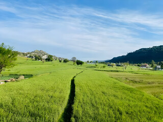 Lush Green Rice Field with Mountains in the Background