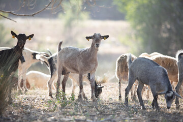 A herd of goats graze on a mountain meadow