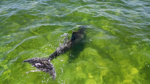 Following dolphin swimming and breaking surface water in green gulf of mexico water near tampa florida