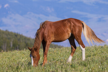 Wild Horse in Summer in the Pryor Mountains Wild Horse Range Montana