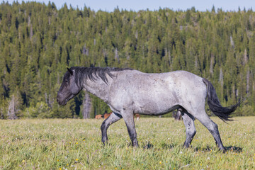 Obraz na płótnie Canvas Wild Horse in Summer in the Pryor Mountains Wild Horse Range Montana