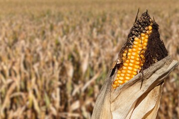 Corn cobs affected by a fungal disease - fusarium (Fusarium moniliforme). Bubble smut manifests itself in the form of pathological neoplasms galls usarium moniliforme synonym of F. verticillioides. 