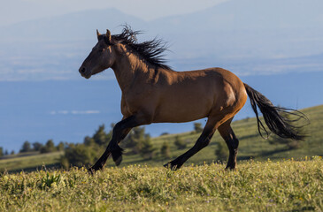 Obraz na płótnie Canvas Wild Horse in Summer in the Pryor Mountains Wild Horse Range Montana