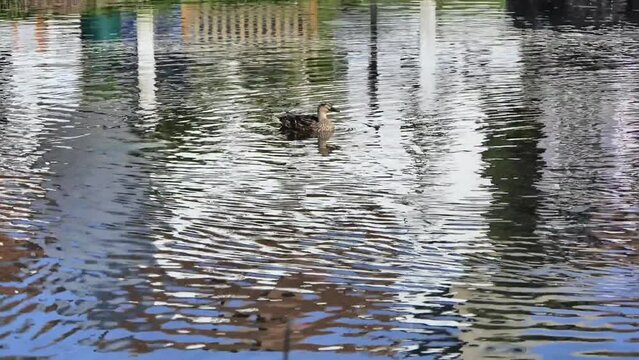 Duck in pond in Finchingfield, Essex, UK.