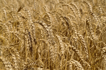  Ukraine. Field of mature wheat