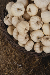 Pile of many harvested white pumpkins at farmers market. Autumn fall seasonal background