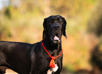 Great Dane dog walking outdoor