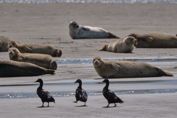 Fototapeta premium Ducks and seals on a sandbank in the Wadden Sea