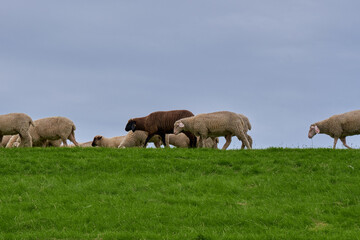 The black sheep in the white flock