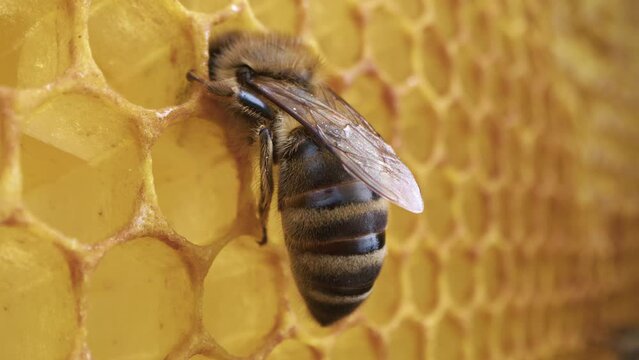 Bee working on honeycomb in apiary. Life of Carniolan honey bee in hive