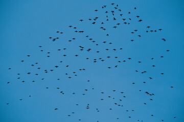 Bandada de aves volando