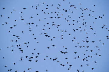 Cuadro completo cielo con aves volando