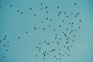 Cielo con aves volando