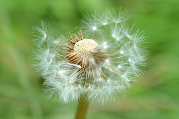 Dandelion Clock, Dandelion Seed Head, Dandelion Seeds